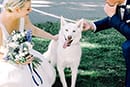 Boston Animal-Friendly Weddings